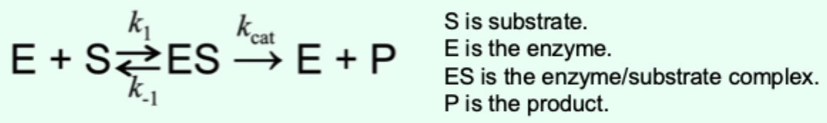 <p>The <strong>turnover</strong> number: max <strong>catalytic</strong> activity; # of substrate molecules <strong>converted to product per enzyme per unit time</strong> at <strong>substrate</strong> <strong>saturating</strong> <strong>conditions</strong> [S].</p>