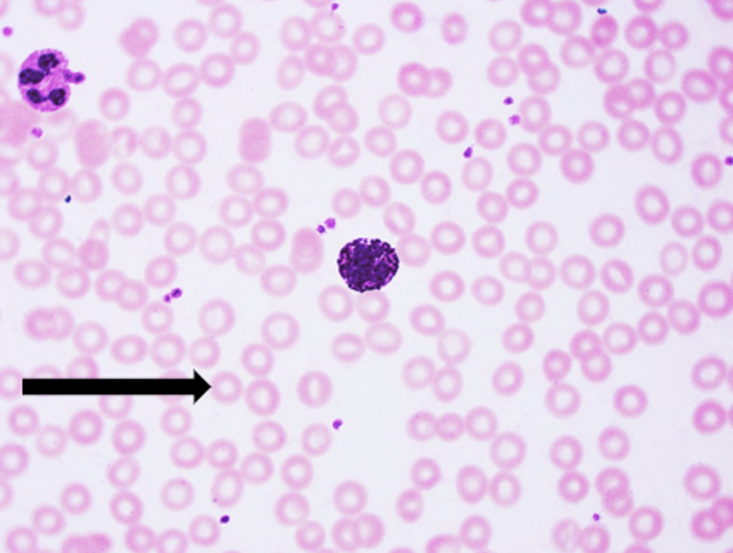 <p>name the structure</p>