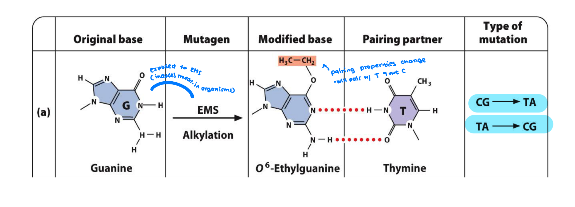 <p>alkylating agents chemically altering base structure by donating an alkyl group</p><p>causes G to pair with T&nbsp;</p><p>guanine exposed to EMS will add an alkyl group to oxygen chemically messing up the structure and bonding it to T</p><p></p>