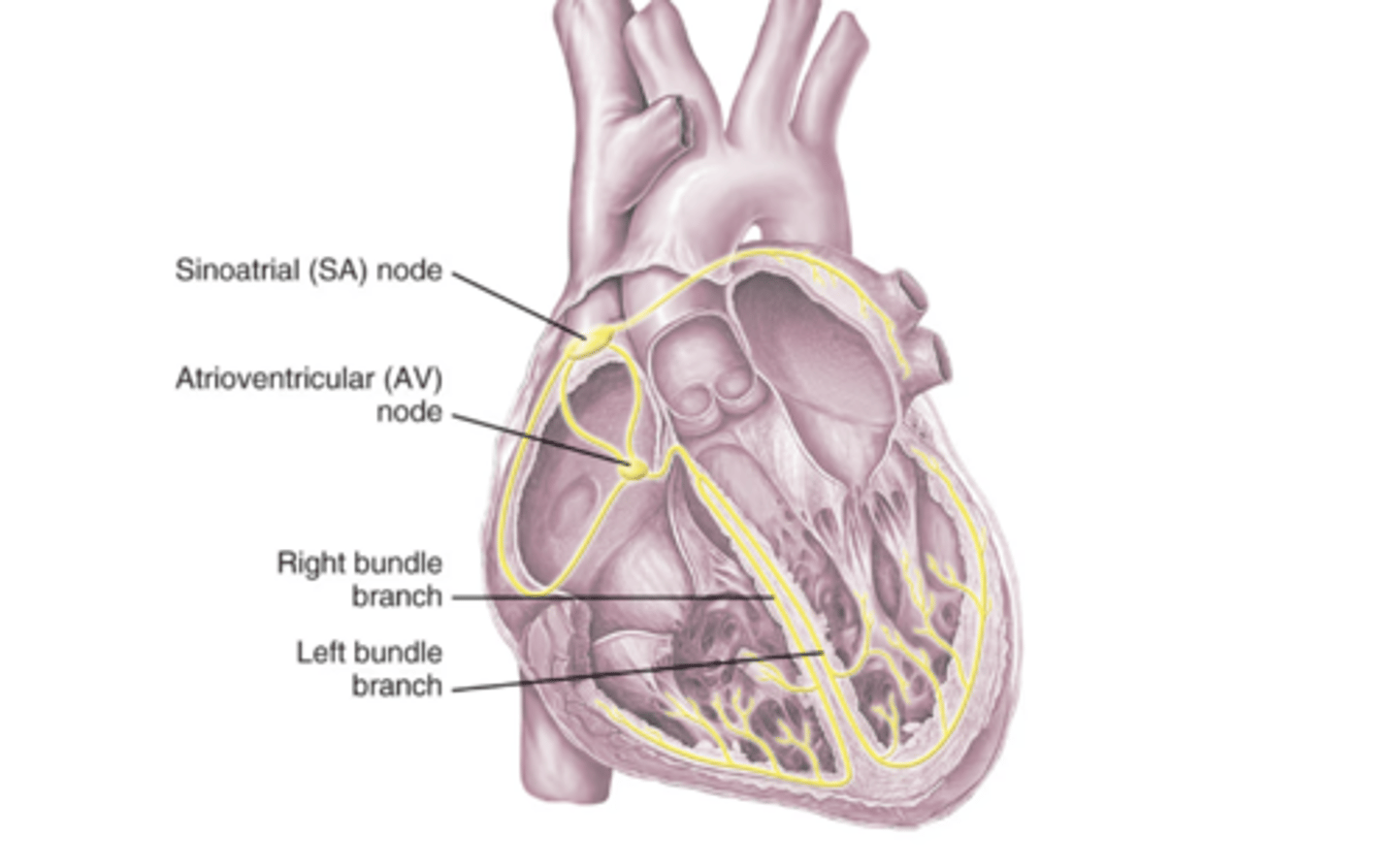 <p>Located between the atria and ventricles, delays the impulse from the sinoatrial node before allowing it to pass to the ventricles</p>