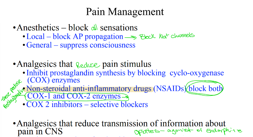 <p>COX-1 and COX-2 enzymes produce what</p>