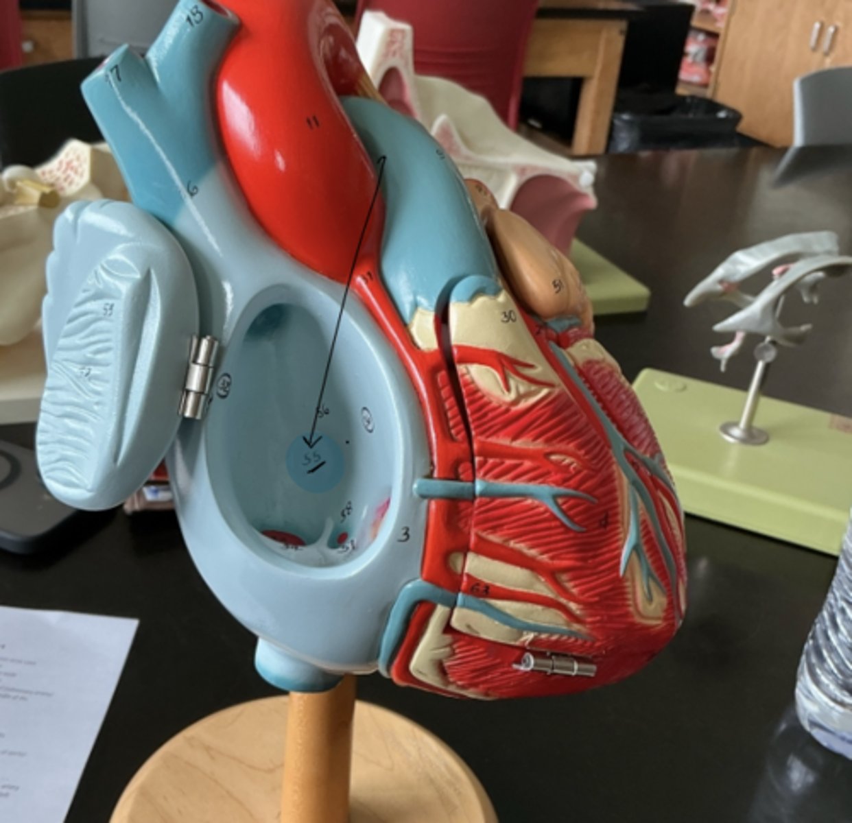 knowt flashcard image