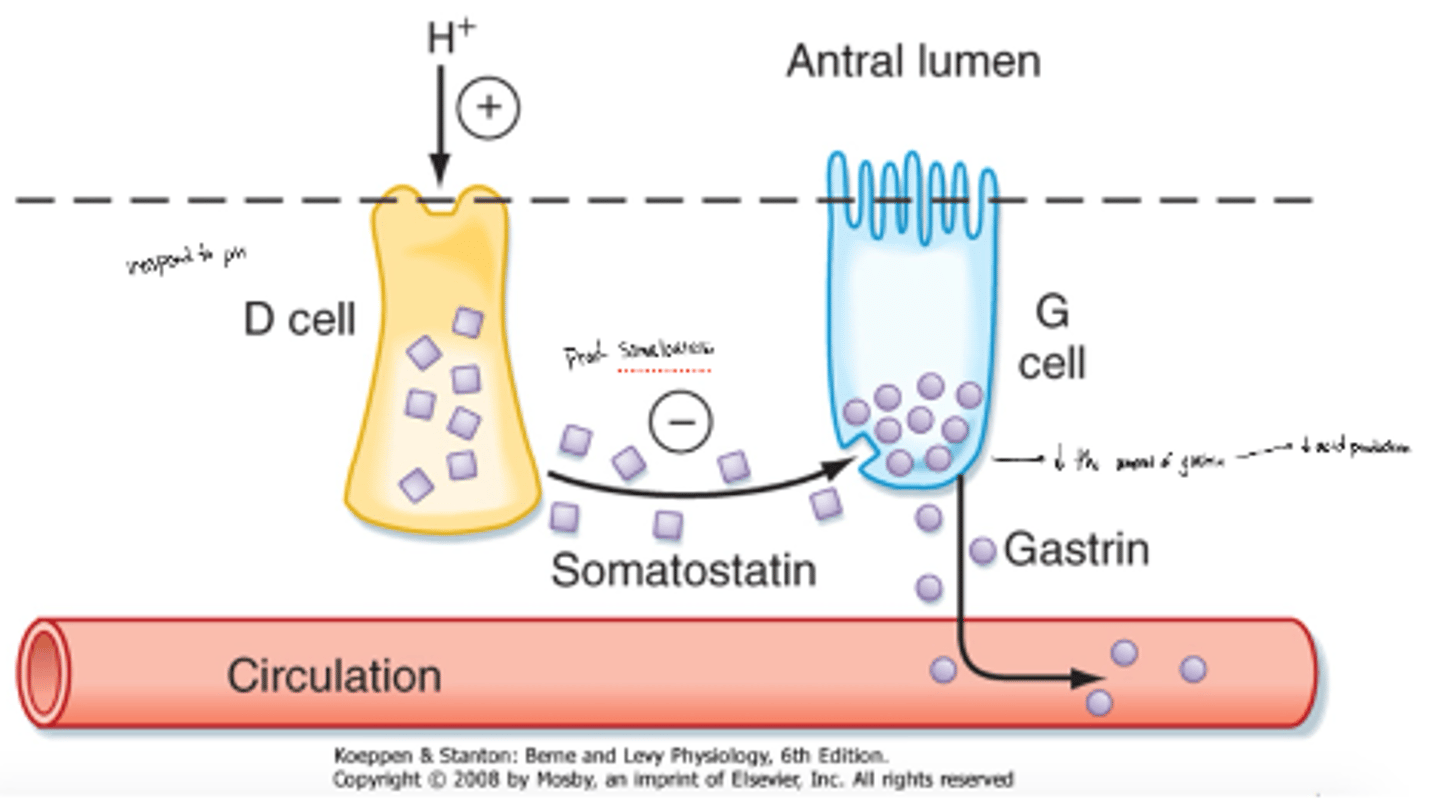 <p>D cells secrete somatostatin which inhiibts the amount of gastrin released by G cells or directly inhibits parietal cells</p><p>The less gastrin being released, the less that parietal cells will be activated and secrete acid</p>