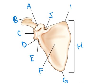 <p>label A-J </p>