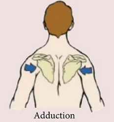 <p>Adduction de la scapula de l’articulation scapulo-thoracique</p>