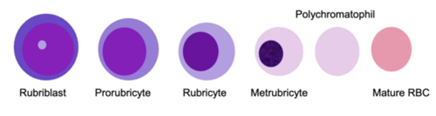 <p>rubriblast --> Prorubricyte --> Rubricyte --> Metrubricyte --> Polychromatophil --> mature RBC</p>