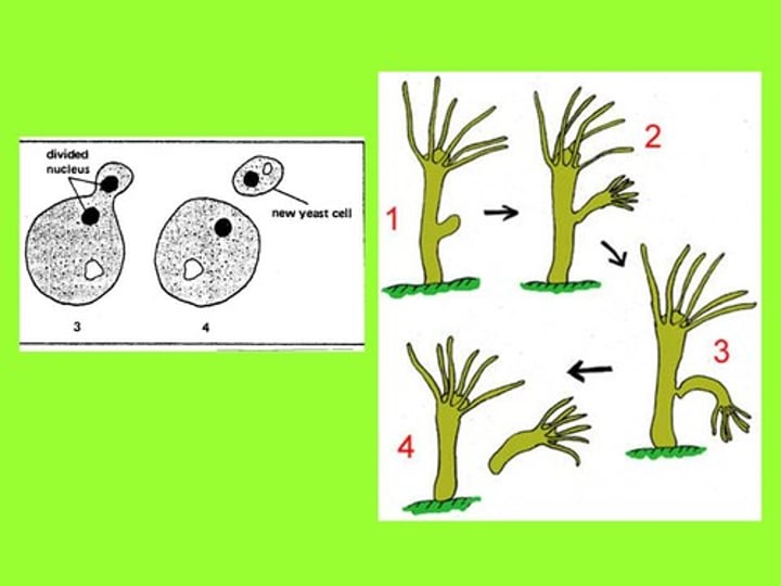 <p>- A form of asexual reproduction of yeast in which a new cell grows out of the body of a parent.</p><p>- nucleus pretty much replicates itself and a new vacuole is formed in the new cell</p>