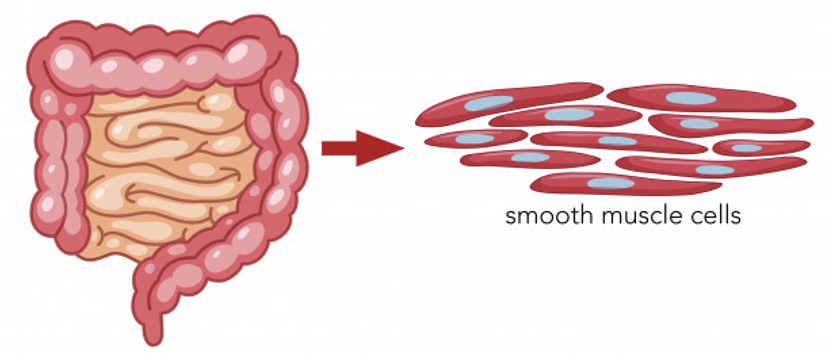 <table style="min-width: 75px;"><colgroup><col style="min-width: 25px;"><col style="min-width: 25px;"><col style="min-width: 25px;"></colgroup><tbody><tr><td colspan="1" rowspan="1" style="width: 108pt;"><p style="text-align: left;"><span><span>onwillekeurig</span></span></p></td><td colspan="1" rowspan="1" style="width: 221pt;"><p><span><span>-Samentrekken van holle organen</span></span></p></td><td colspan="1" rowspan="1" style="width: 152pt;"><p style="text-align: left;"><span><span>Slokdarm, dunne darm en dikke darm, maag,</span></span></p><p style="text-align: left;"><span><span>baarmoeder, bloedvaten …</span></span></p></td></tr></tbody></table><p></p>