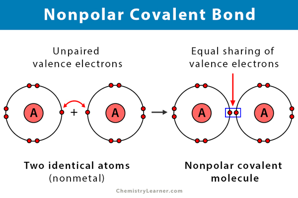 <p>Atoms share electrons equally. Neither atom has a stronger pull on electrons</p><p class="has-focus"></p>