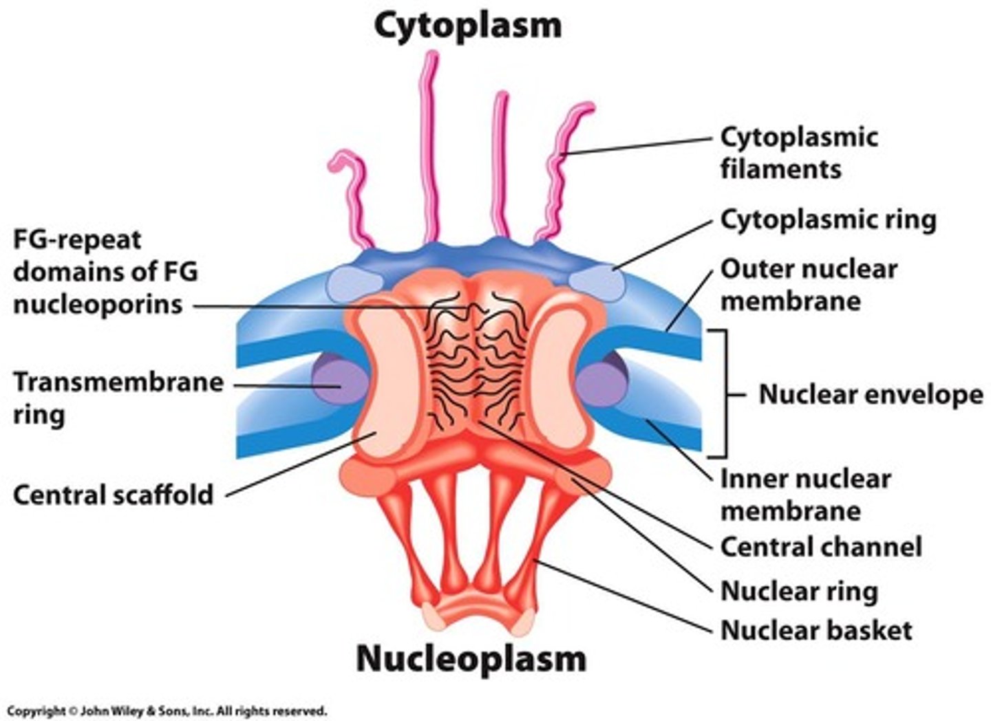 <p>Proteins composing the nuclear pore complex.</p>