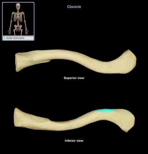 A small, cone-shaped projection located on the lateral, inferior end of the bone; serves to anchor ligaments
