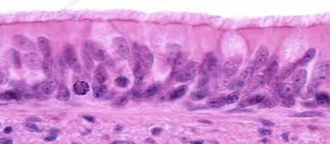 <p>Single layer of cells of differing heights with cilia </p><p>Secrete substances</p><p>Located in the trachea</p>