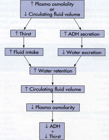 <p>-low osmolarity balances high osmolarity</p><p>-high osmolarity causes increased thirst and ADH secretion, which increases water retention, which increases circulating fluid volume. This then causes low plasma osmolarity to decrease thirst and ADH secretion </p>