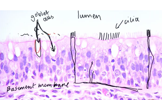 <ul><li><p>Pseudo stratified as all the epithelial cells touch the basement membrane</p></li></ul><p></p>