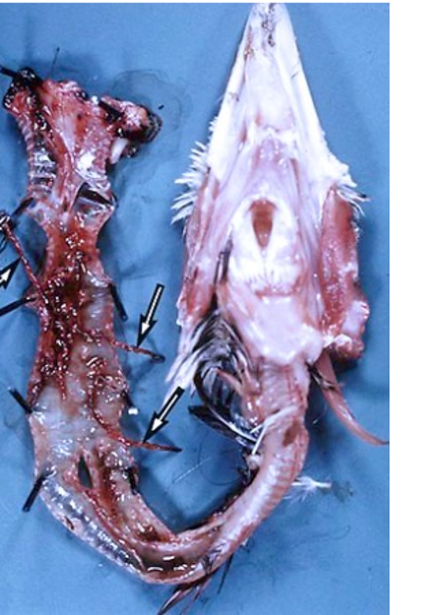 <p>• Caused by larvae while migrating in the lungs and adults in the trachea;</p><p>II. Adult worms:</p><p>Feed on blood (males) and tissue (females)</p><p>Grow rapidly </p><p>Cause</p><p>- Haemorrhagic inflammation and excess mucus</p><p>- Males are deeply embedded into the wall of trachea =&gt; nodules;</p><p>Block the lumen of the trachea =&gt; suffocation =&gt; death</p>