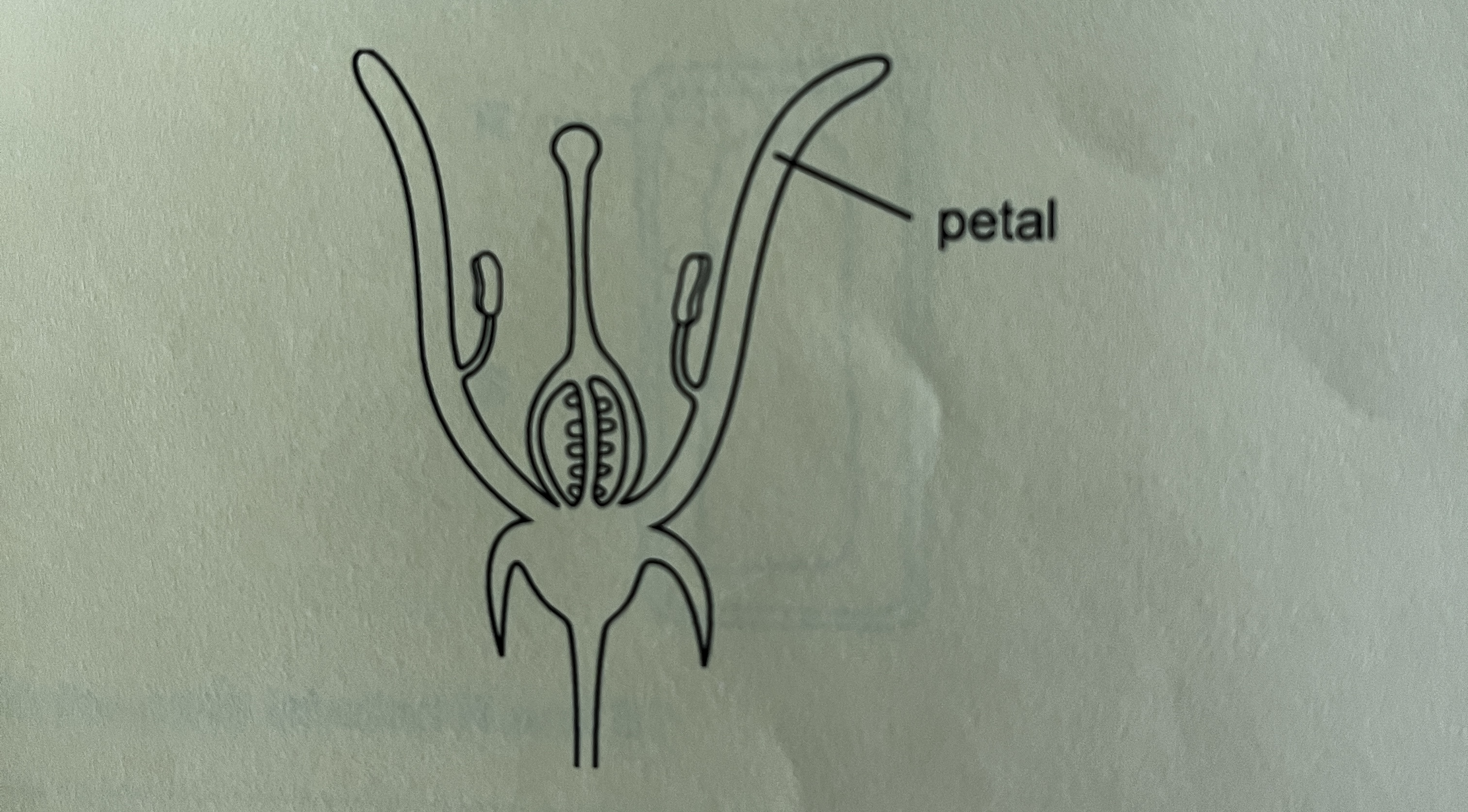 <p>A section through a flower </p><p>Using the key, identify thus flower.</p><p>1 sepals present ….go to 2</p><p>sepals absent ….go to 3</p>