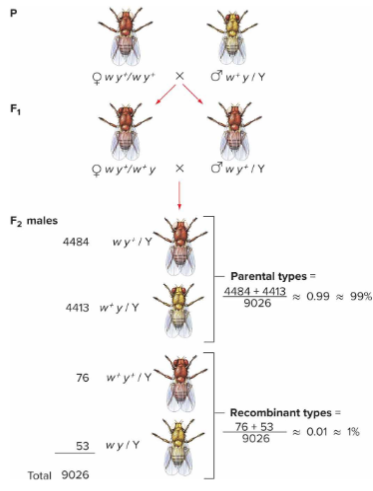 <p>For genes on X chromosome, can cross a heterozygous female with any male if we only look at male offspring.<br>A test cross isn’t needed for X-linked genes because males show the allele they inherit from their mother, making it easy to study linkage and recombination just by examining male phenotypes.</p>