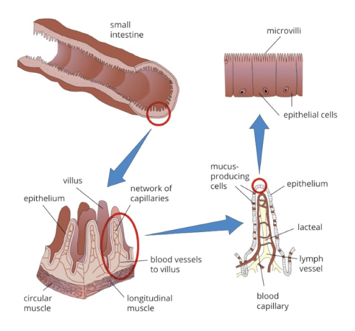 * Surface area is increased through the villi
  * small finger-like projection of the mucosa on the inside of the intestine wall
  * Each villi contains a network of capillaries inside 
  * Digested food enters the capillaries, but the products of fat digestion enter the lacteal
    * absorbs glucose and other monosaccharides, amino acid, fatty acids and glycerol
  * Features: 
    * Microvilli →Folding of epithelial membrane furtherincreases surface area
    * Rich blood supply → Dense capillary network rapidly transports absorbed products
    * Epithelial cells (enterocytes) → Minimises diffusion distance between lumen and blood
      * possess large numbers of mitochondria to provideATP for active transport mechanisms absorbing molecules against a concentration gradient
    * Lacteals → Absorbs lipids from the intestine into the lymphatic system
    * Intestinal glands/crypts → release digestive juices
    * Membrane proteins → Facilitates transport of digested materials into epithelial cells