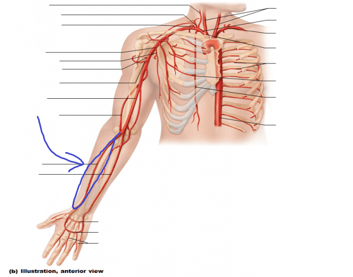 <p>splits off the brachial artery at the level of the elbow, follows to the radial/thumb side</p>