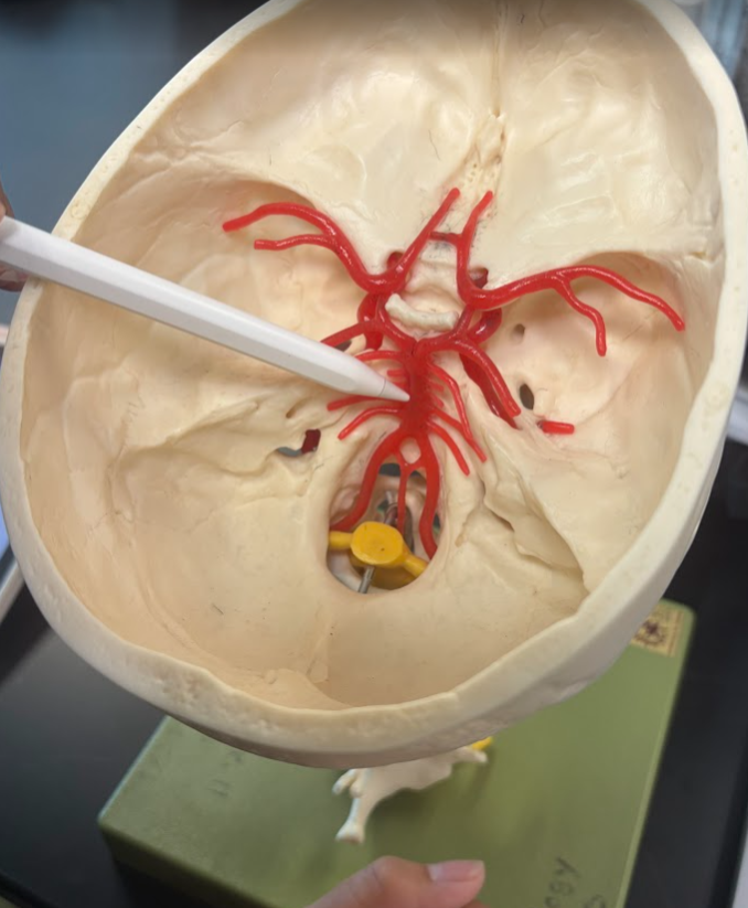<p>Basilar artery</p>