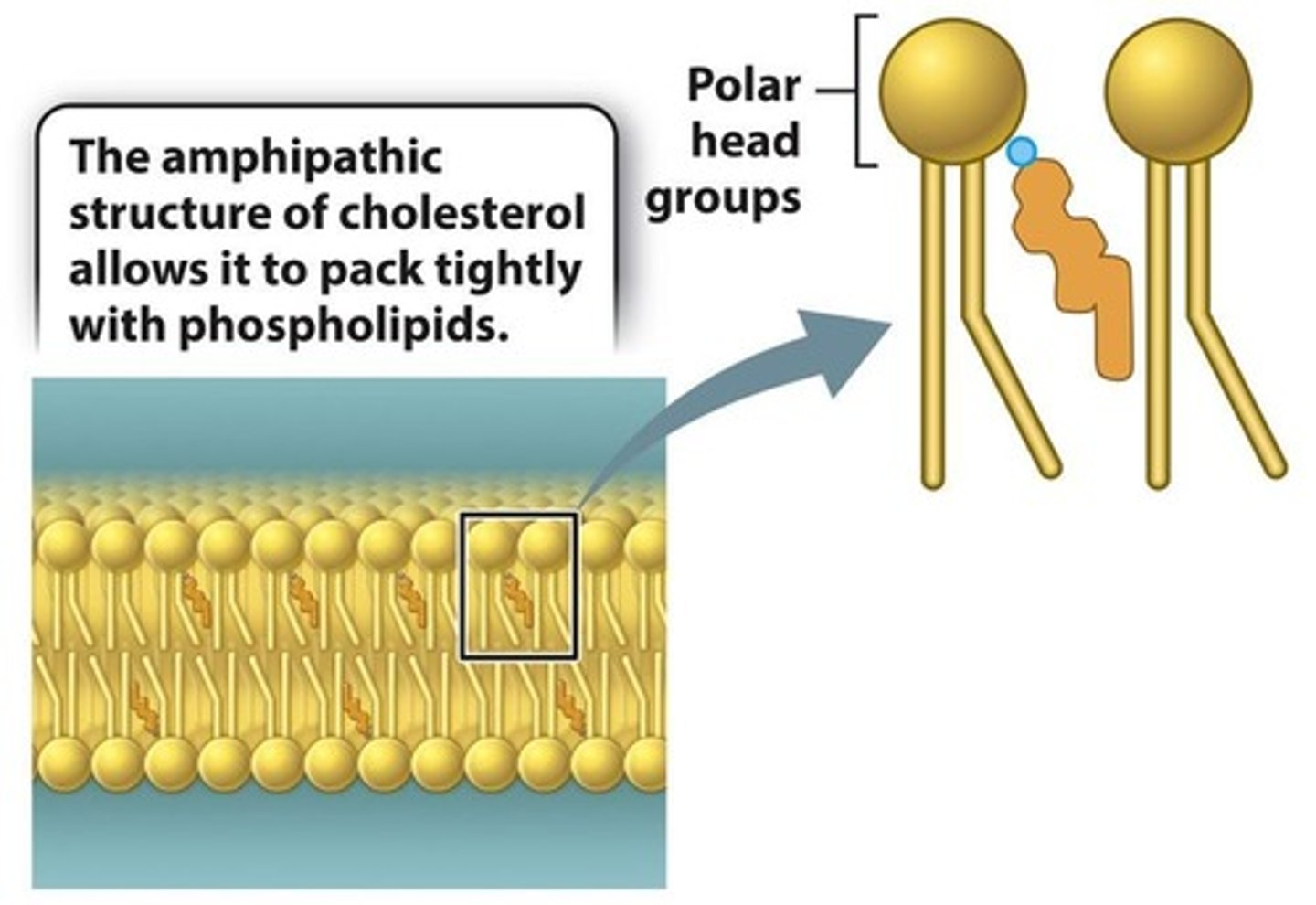 <p>Cholesterol stabilizes membranes at high temperatures and prevents clustering at low temperatures.</p>