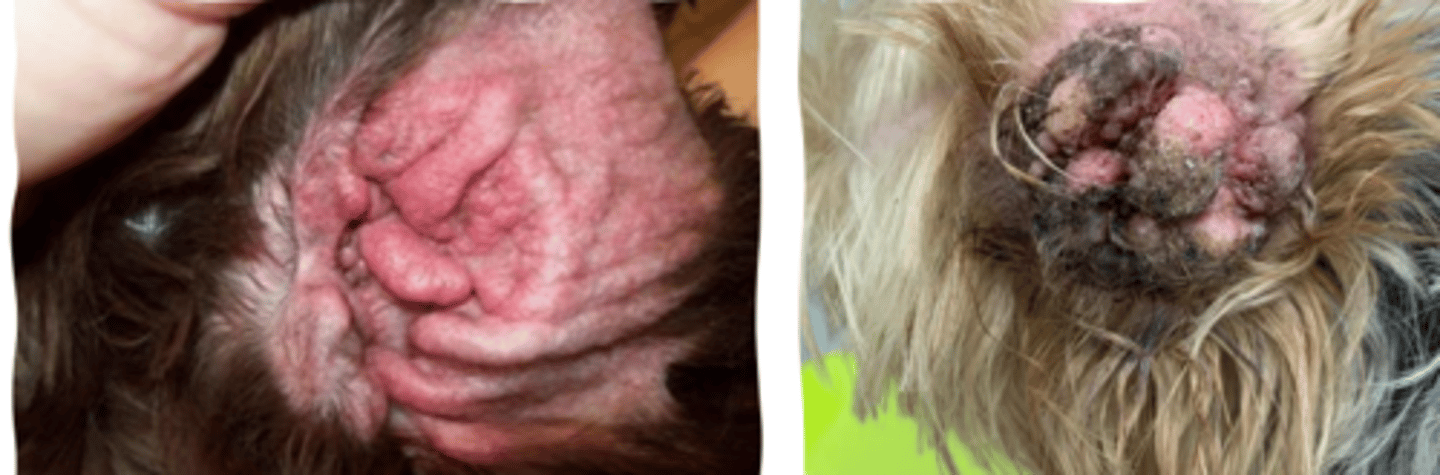 <p>acute or chronic otitis?</p>