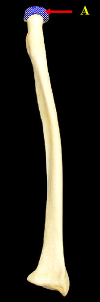 <p>Proximal end, looks like spool</p>