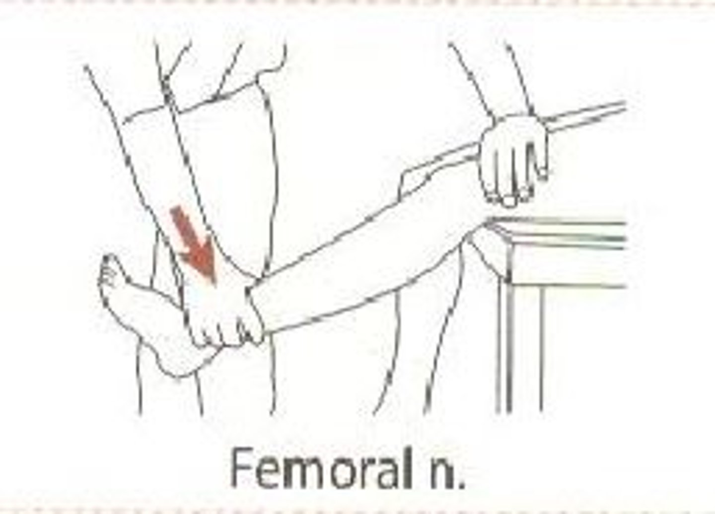 <p>Knee extension</p>