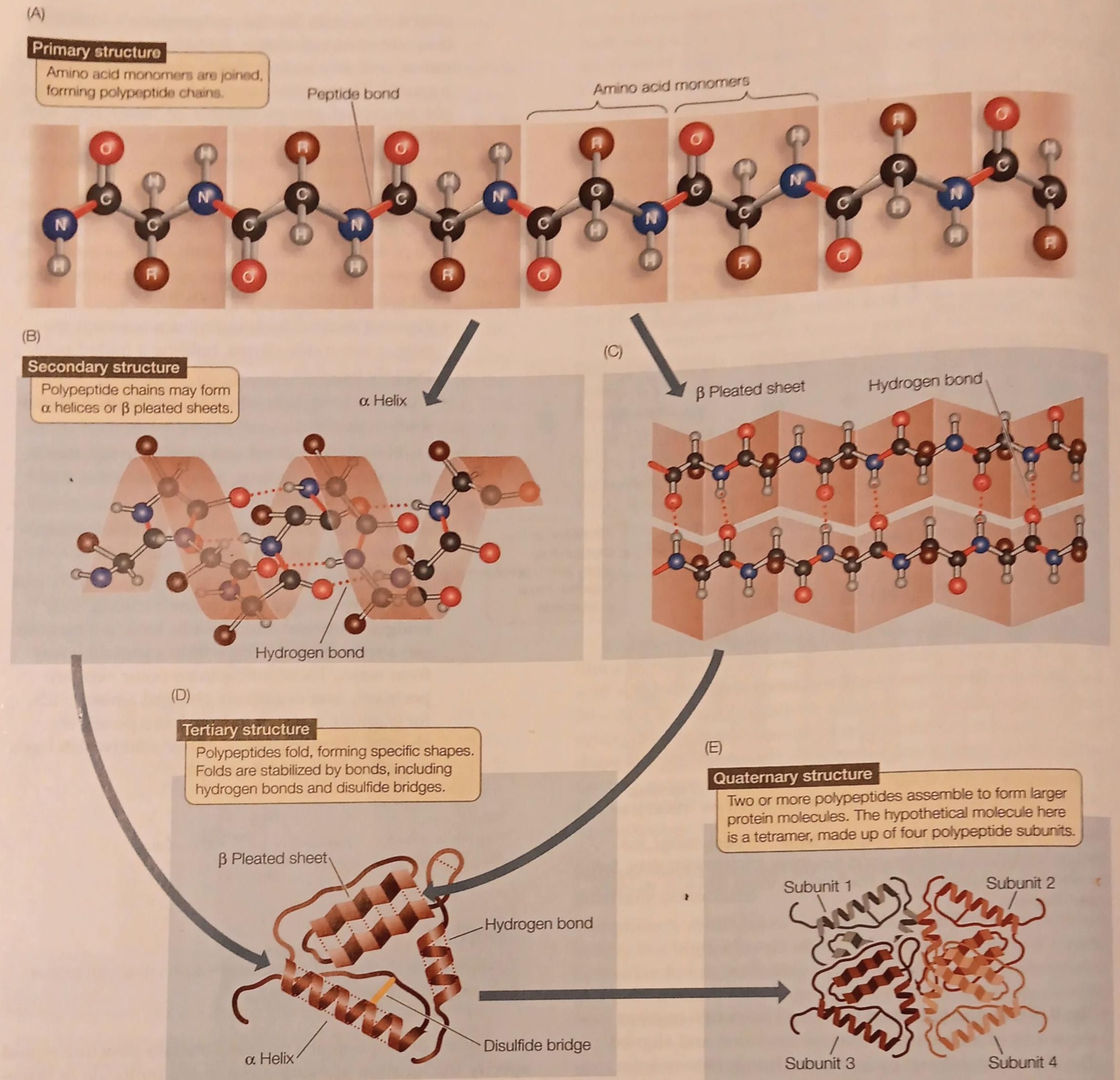 <p>2+ sequences of amino acids extended and aligned, (c,d)</p>