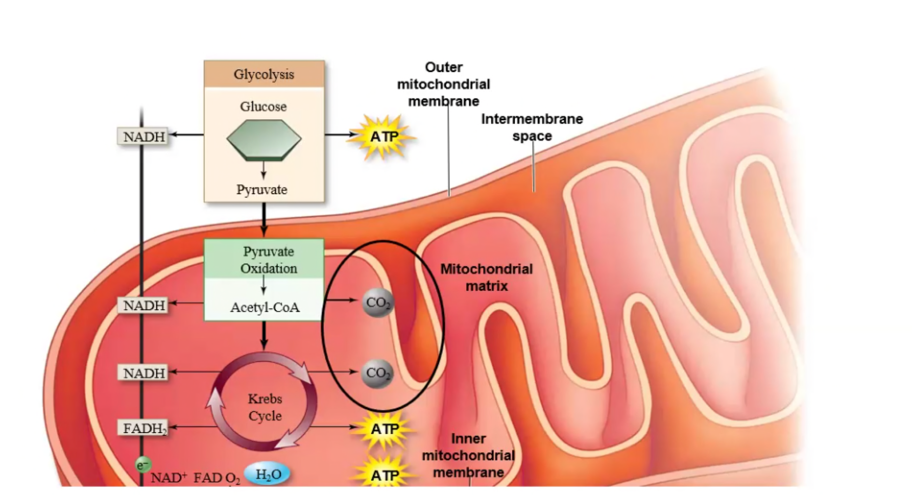 By the end of the citric acid cycle, all the temporary electron carriers are in the reduced form= useless for further oxidation of glucose (need FAD+ and NAD to go to the previous stages of cellular respiration). 