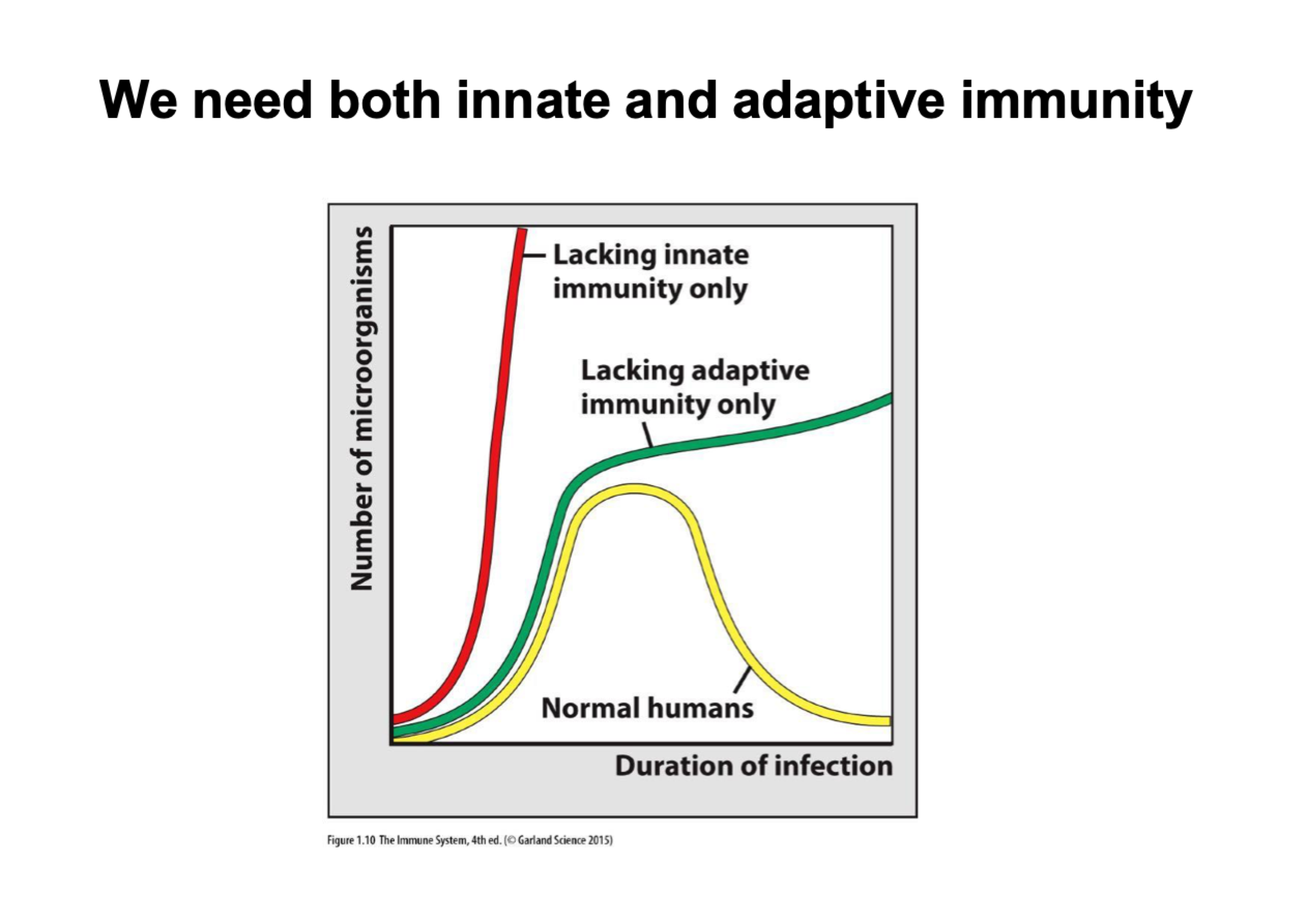 <p>we need both innate and adaptive immunity</p><p>absence of innate immunity - die quickly as theres nothing to respond to infection</p><p>absence of adaptive immunity - might be fine if infection dose is low, higher dosage of infection will result in death </p>