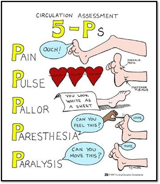 <p><span>•Assessment</span></p><p><span>•Neurovascular assessment</span></p><p><span>•Emergency Management</span></p><p><span>•Diagnosis</span></p><p><span>•Planning</span></p>