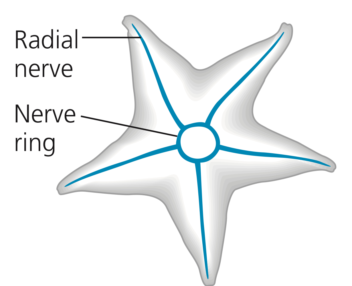 <p>Within each arm, the radial nerve is linked to a nerve net from which it receives input and to which it sends signals controlling muscle contraction.</p>