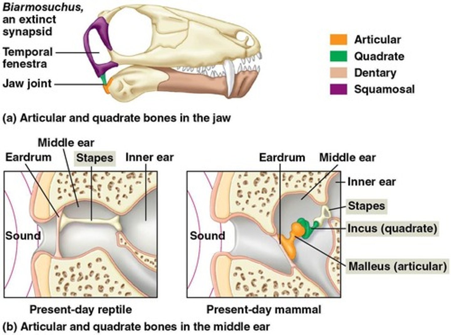 <p>It formed between the dentary and squamosal bones and became incorporated into the middle ear to transmit sound.</p>