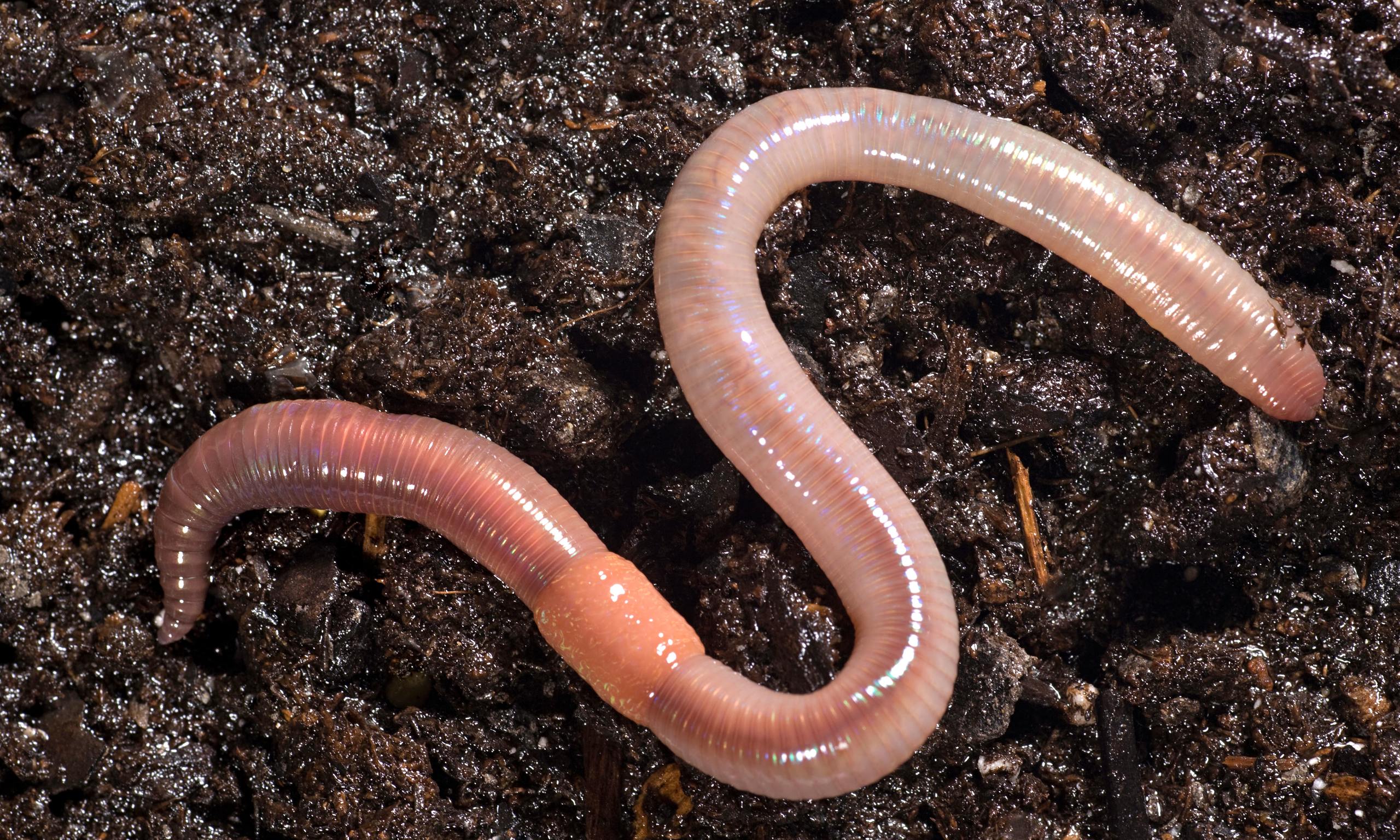 <p>Segmented worms</p>
