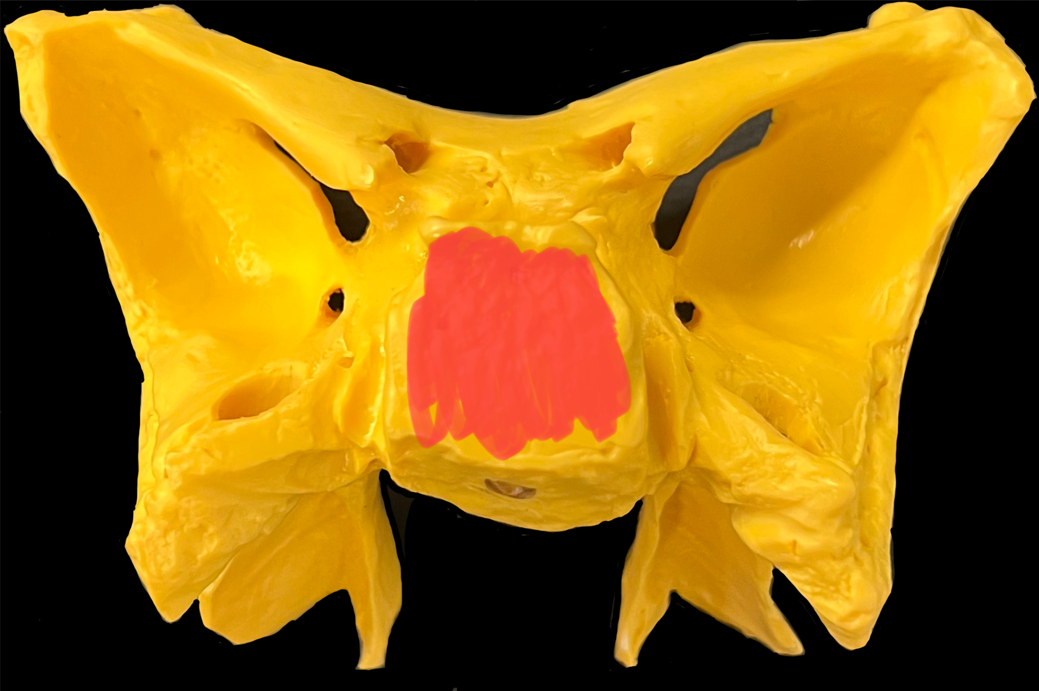 What is highlighted in red?