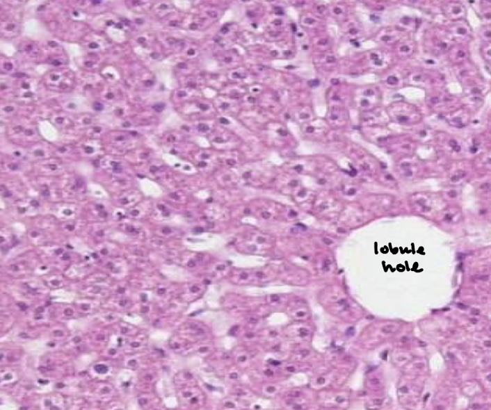 <p>The opposite of stroma is shown here, which is? What are the white looking lines? What cells are shown in the lobule that are very pink?</p>