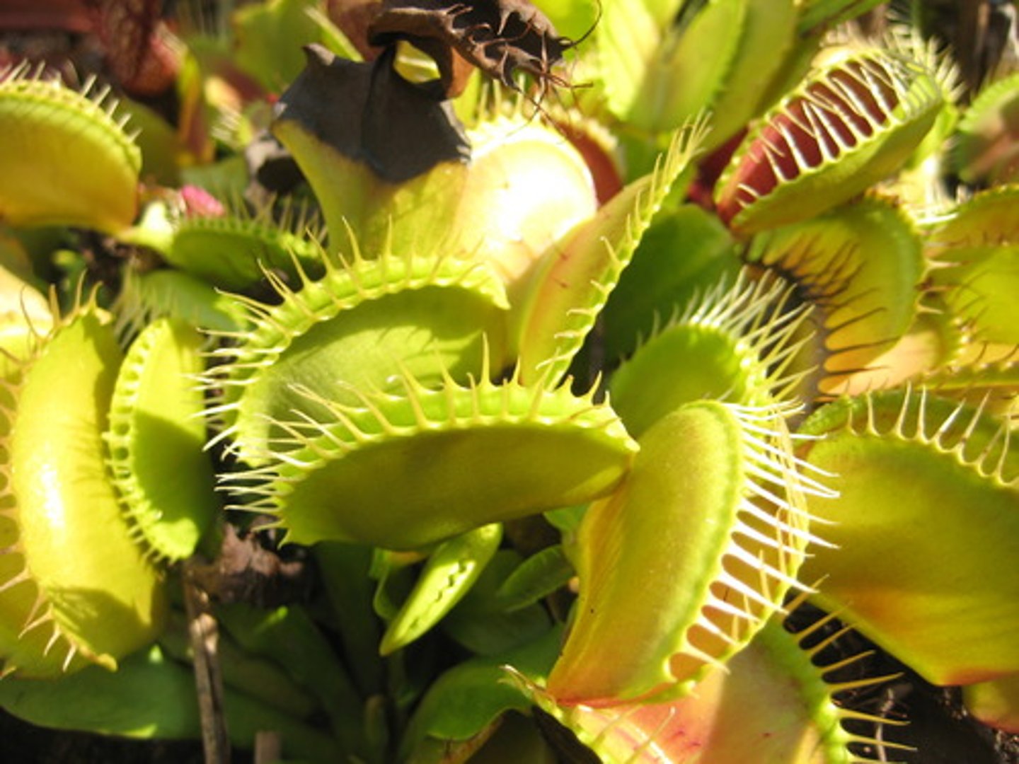 <p>ex. fanged pitcher, venus fly trap</p><p>( flattened stem for photosynthesis, carnivorous part of leaf)</p>