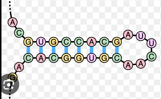 <p>terminates RNA transcription (stretch G and C)</p>