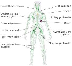 <p>lymphatic system</p>