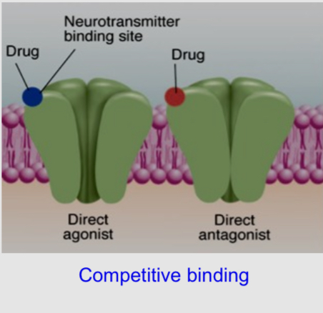 <ul><li><p>direct agonists/ antagonists can be classified as competitive or non-competitive</p></li><li><p>A competitive agonist acts similarly to the endogenous neurotransmitter. It activates the receptor by binding where the neurotransmitter normally binds. It can be full of partial agonists </p></li></ul><ul><li><p>A competitive antagonist attaches to the same binding where the neurotransmitter normally binds, but it doesn’t activate the receptor. Competitive antagonists are full antagonists </p><p></p></li></ul><p></p>