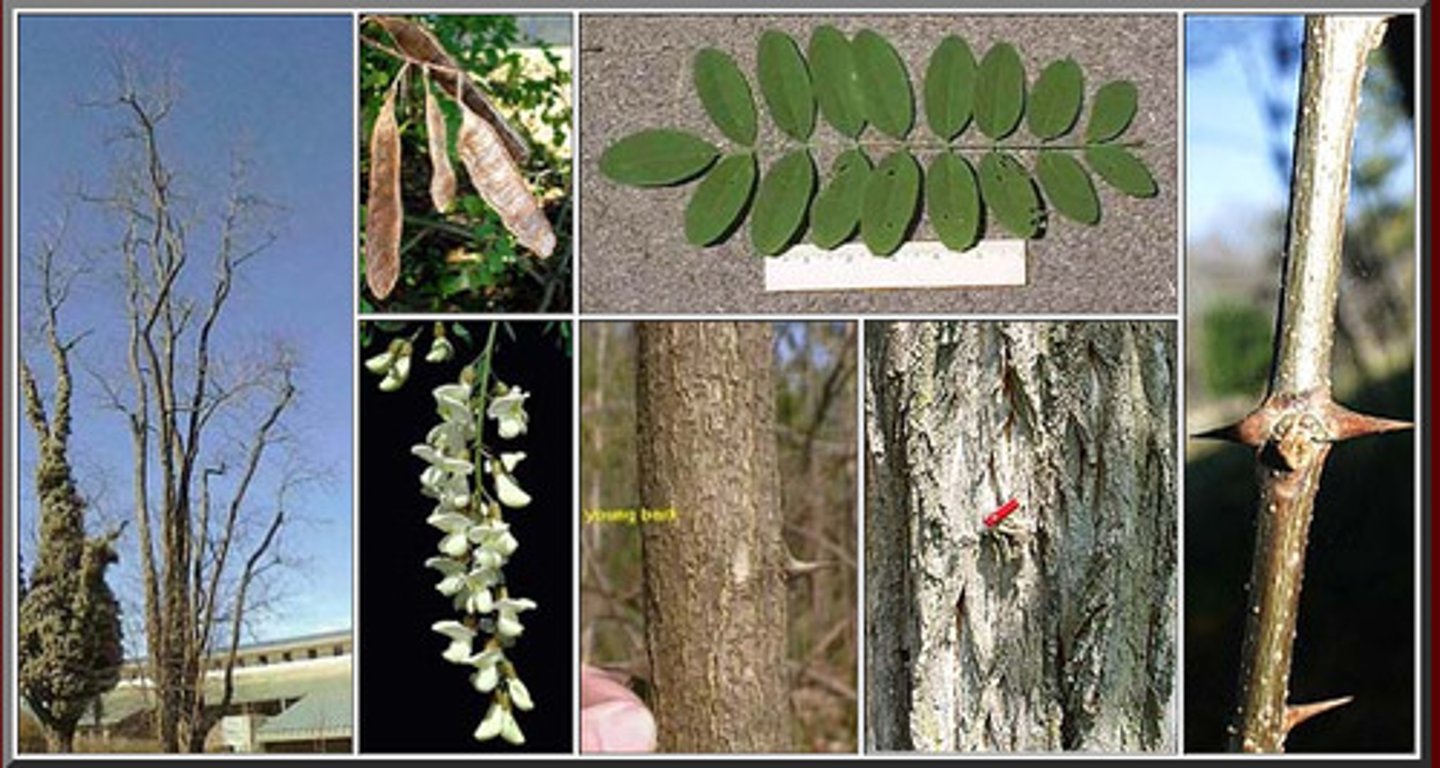 <p>Compound alternate leaves. two thorns where leaves come off trunk; leaves look like rugby balls</p>