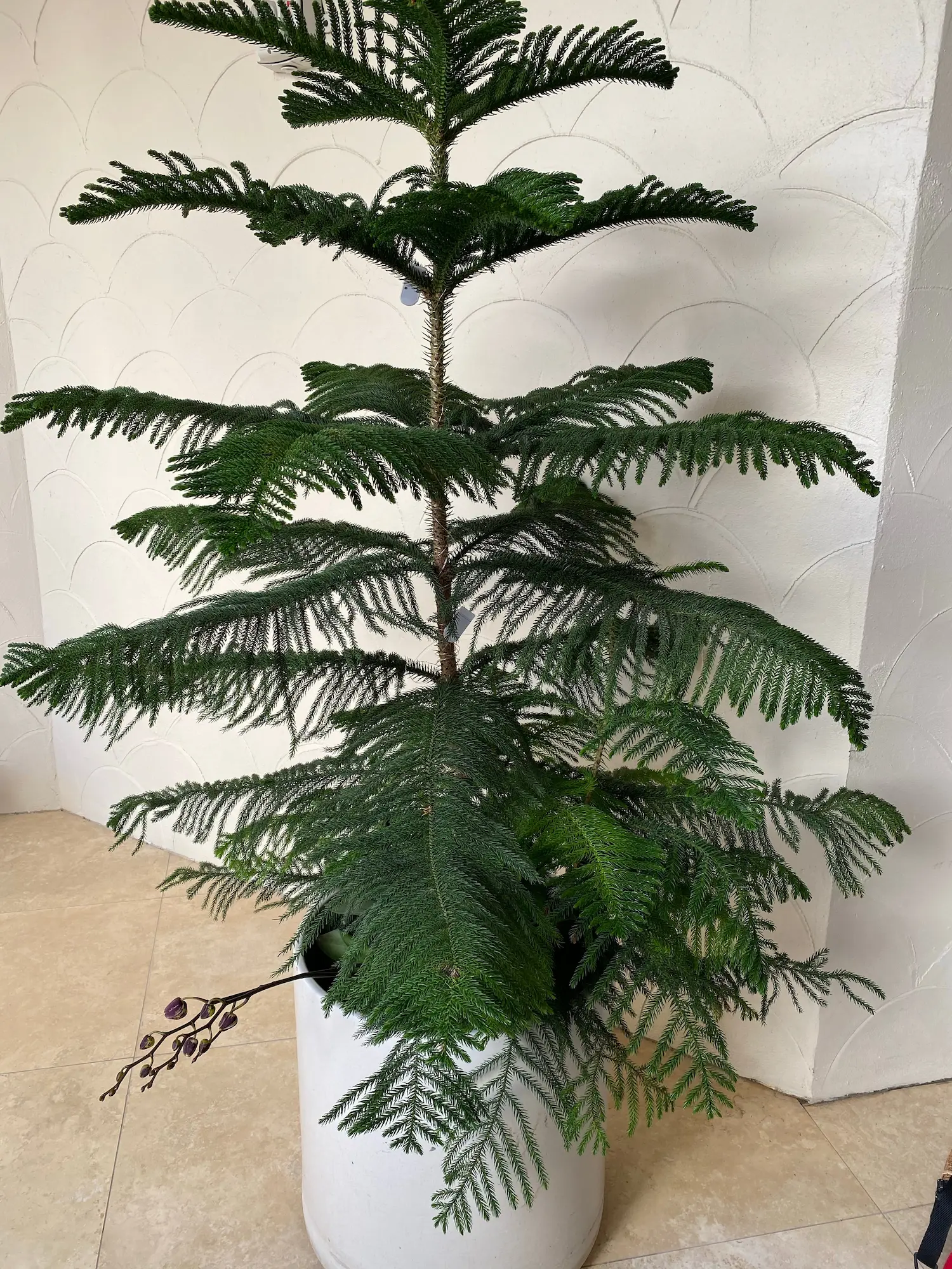 <p>Araucaria</p>
