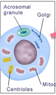 <p>What stage of spermiogenesis is shown in this image?</p>