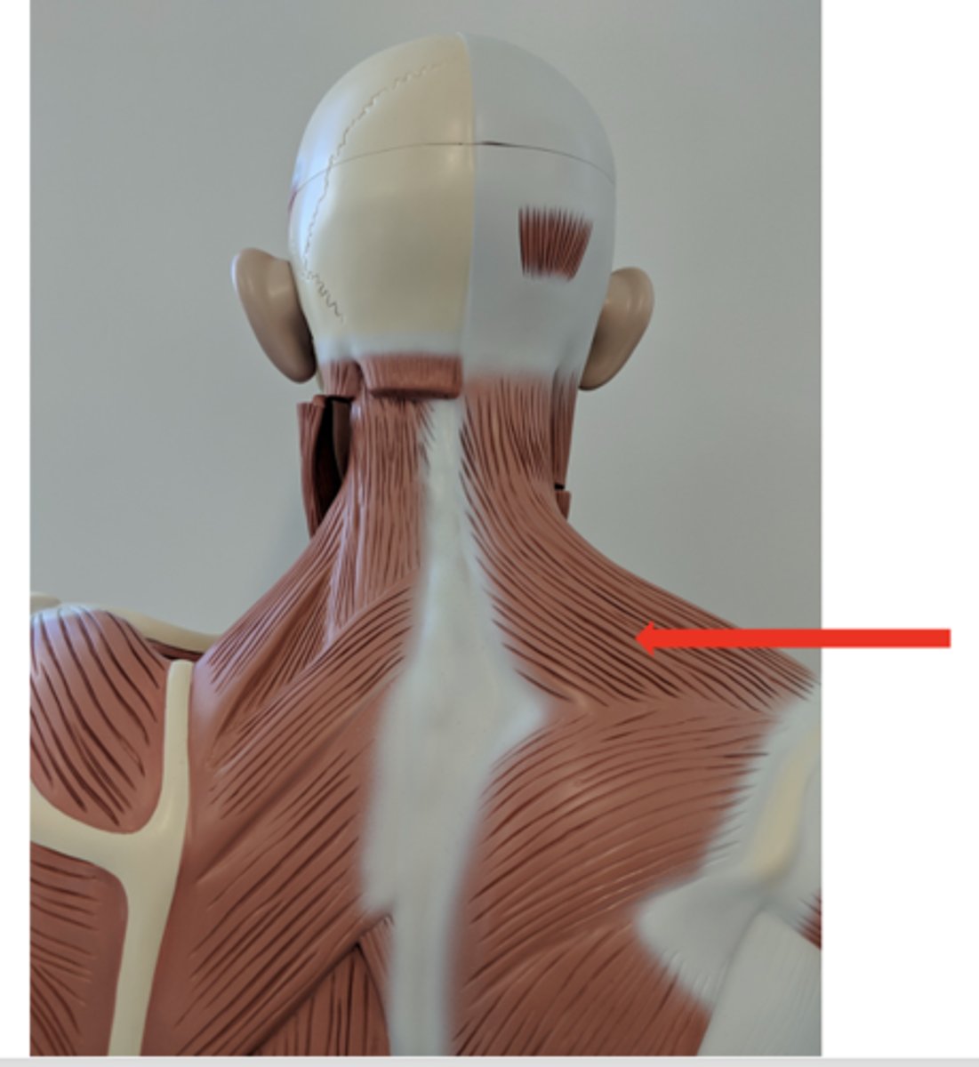 <p>what is this?</p>