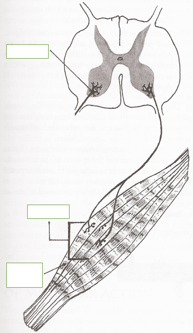 <p>label: ventral horn motor unit, motor unit, skeletal muscle fiber</p>