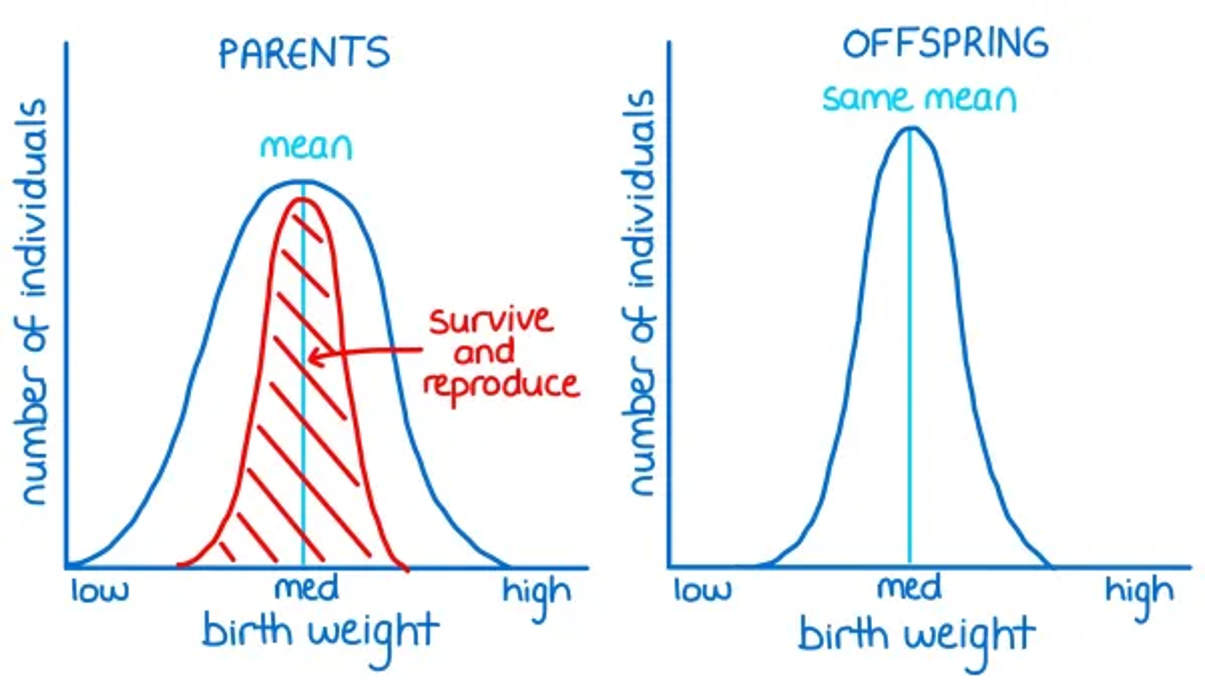 <p>where individuals with alleles for characteristics towards the middle of the range are more likely to survive and reproduce- eg birth weight</p>
