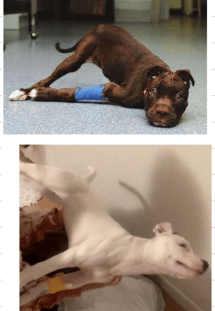 <p>these puppies have mandibular trismus due to .....</p>