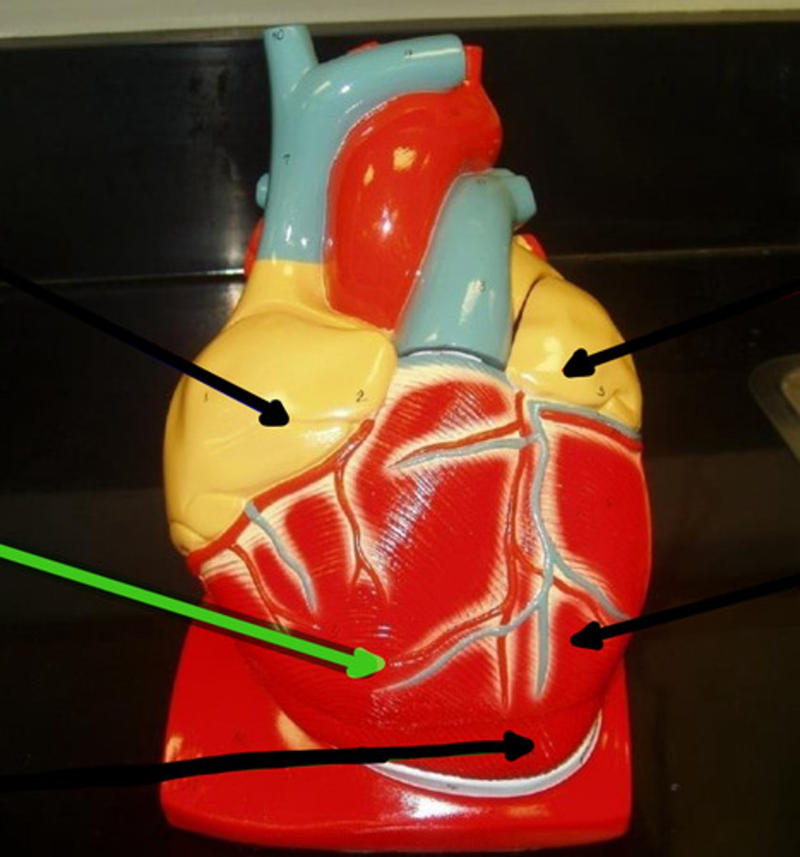 knowt flashcard image