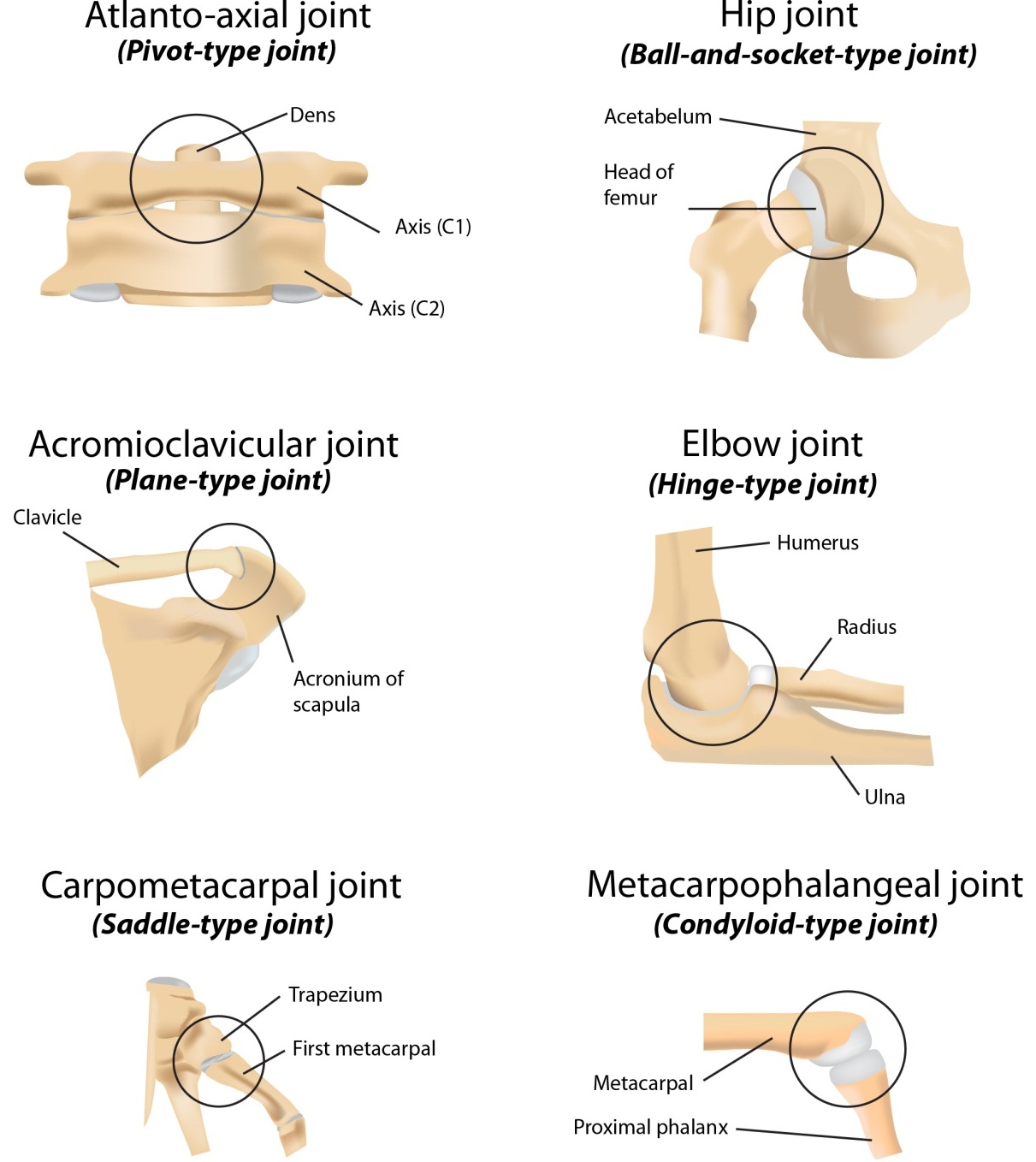 <p>AKA plane joint; allows for gliding movements</p>